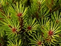 Pinus nigra Lesisko (Tomszak) IMG_0561 Sosna czarna